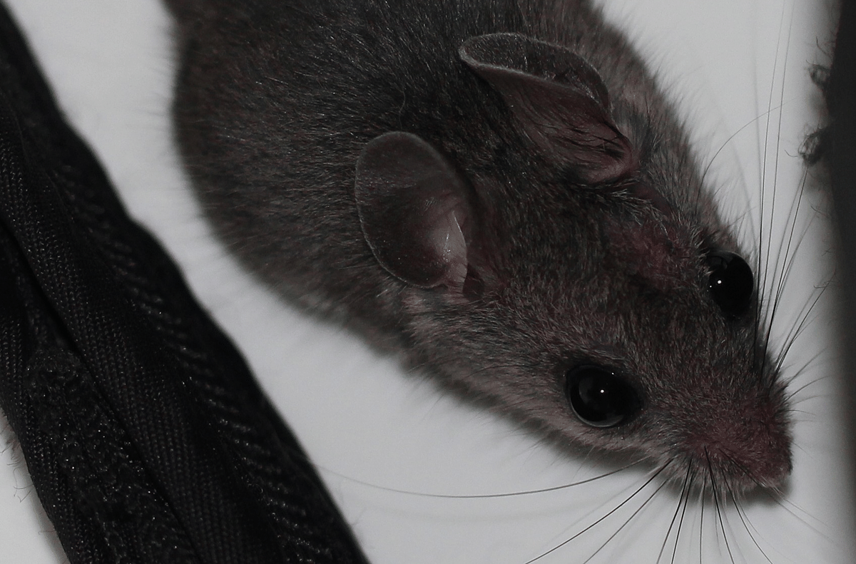 tikus kaki putih