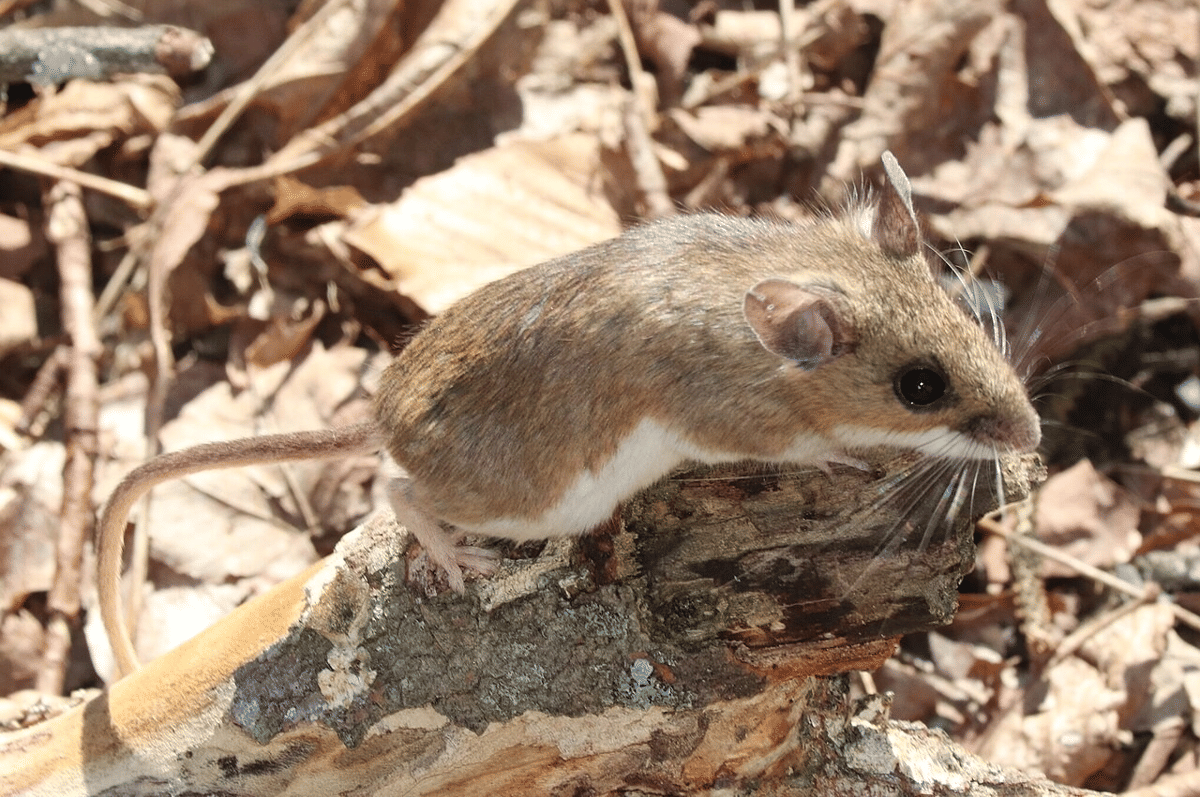 tikus kaki putih