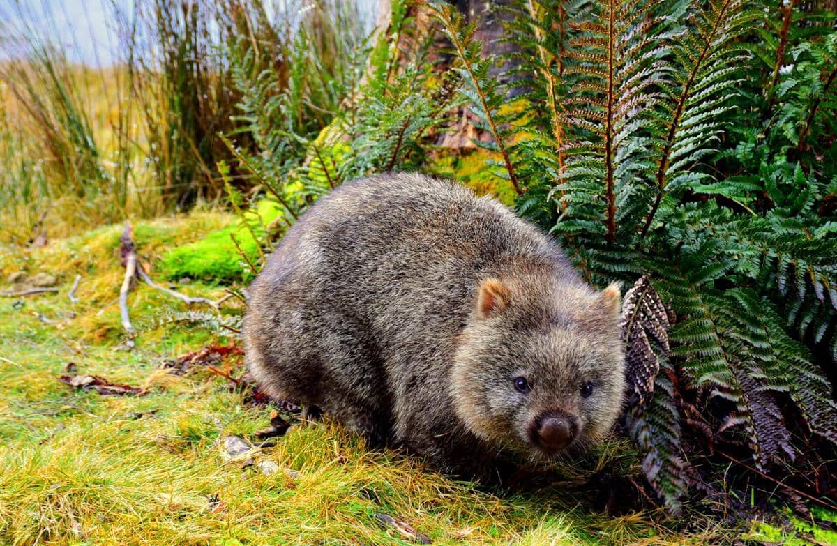 ilustrasi Tasmania, Australia