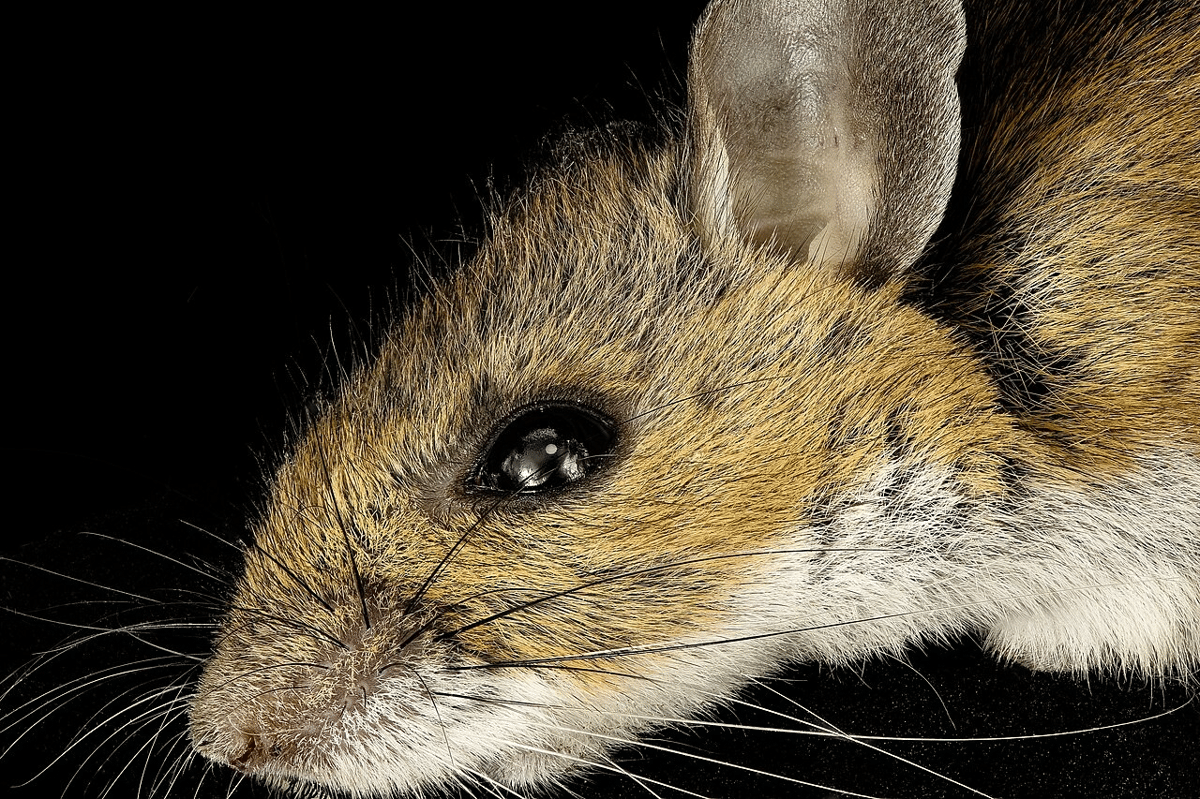 tikus kaki putih
