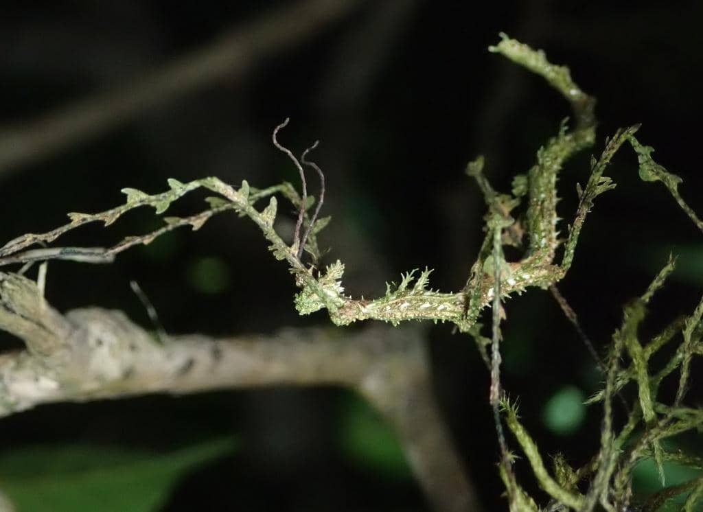 Serangga Trychopeplus laciniatus