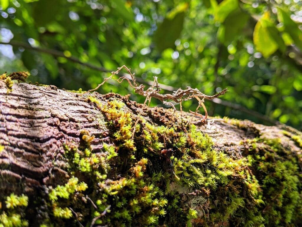 Serangga Trychopeplus laciniatus