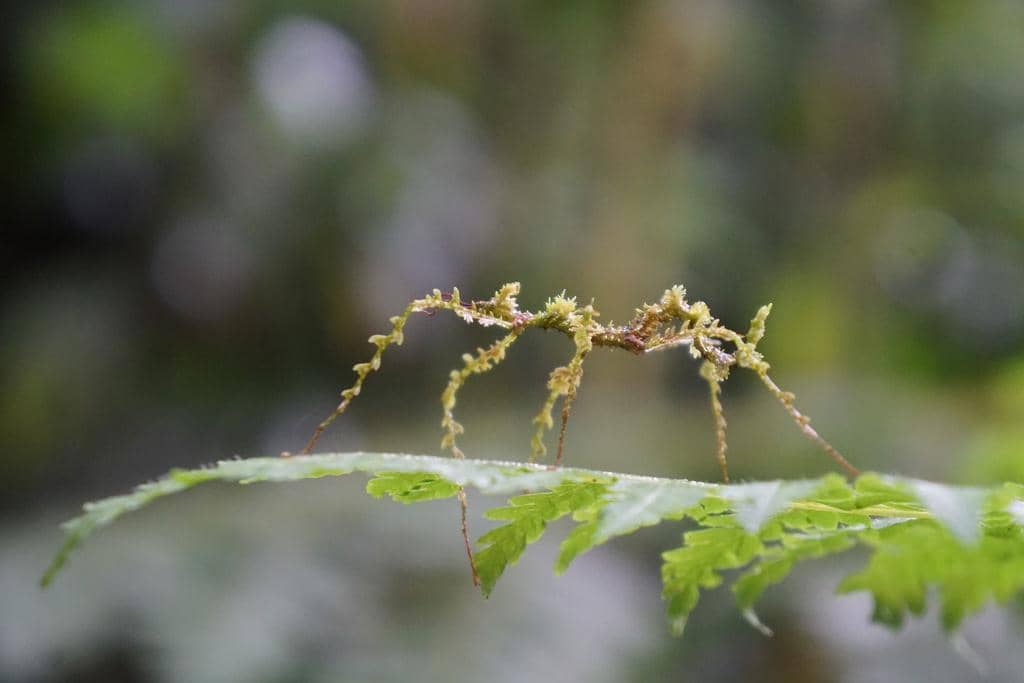 Serangga Trychopeplus laciniatus