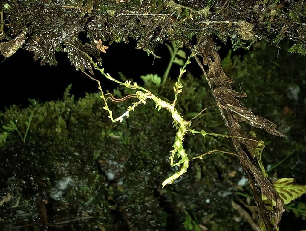 Serangga Trychopeplus laciniatus