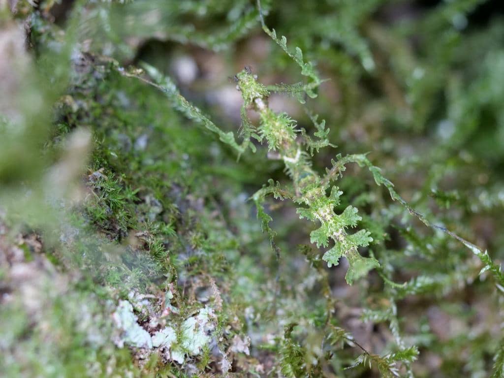 Serangga Trychopeplus laciniatus
