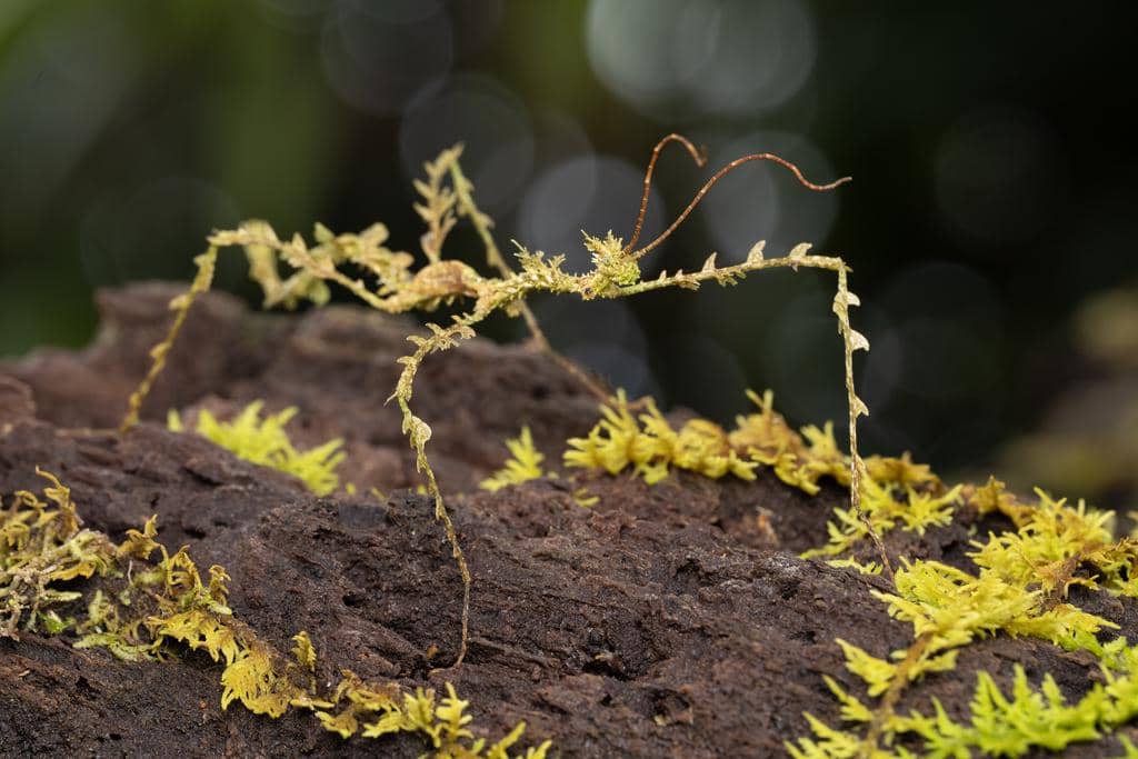 5 Fakta Moss Mimic Stick Insect, Serangga Tongkat Bermotif Lumut