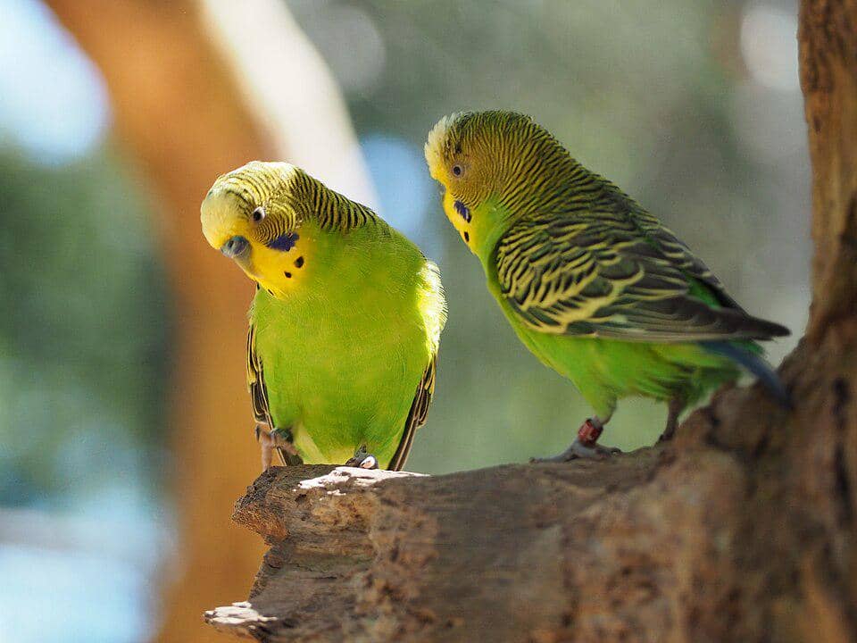 Burung Melopsittacus undulatus