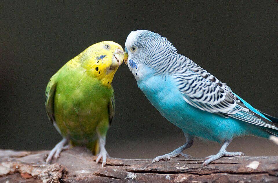 5 Fakta Burung Budgerigar, Burung Parkit dengan Tingkah Menggemaskan