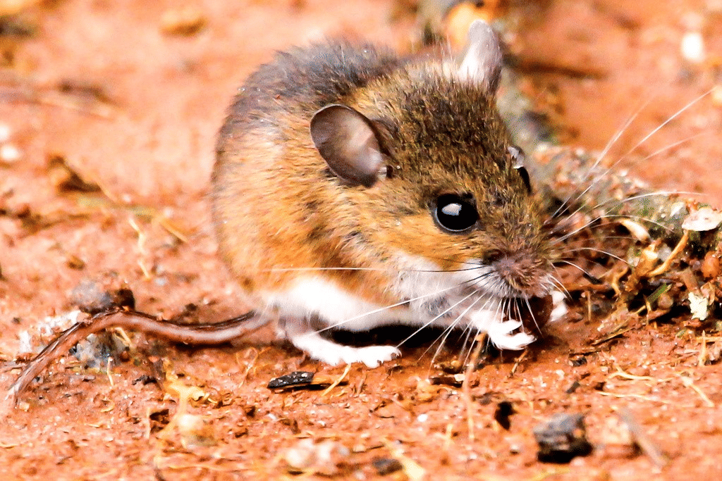 tikus kaki putih