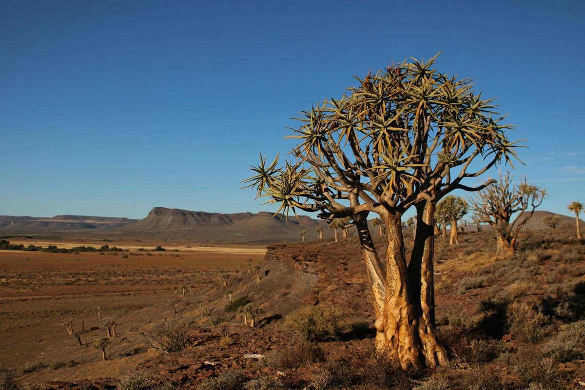 Quiver tree
