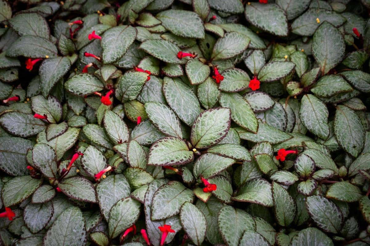 ilustrasi episcia reptans