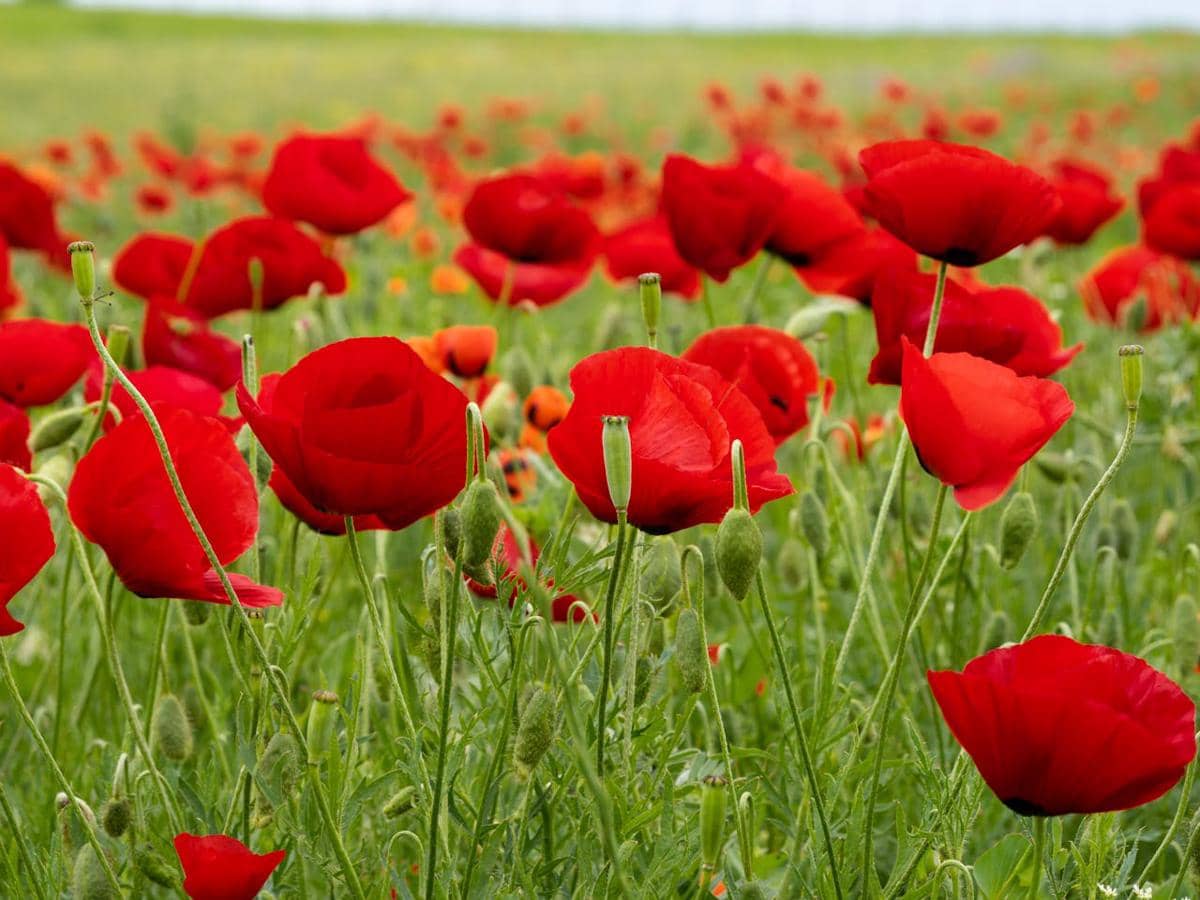Bunga poppy merah 