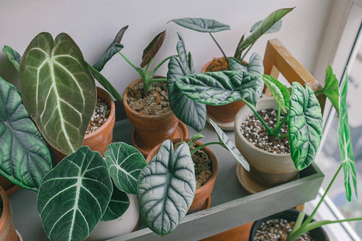 7 Jenis Tanaman Alocasia, Unik dan Cocok buat Dekorasi Rumah