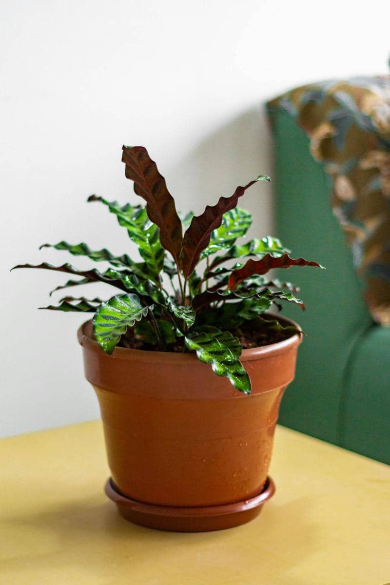 ilustrasi calathea rufibarba