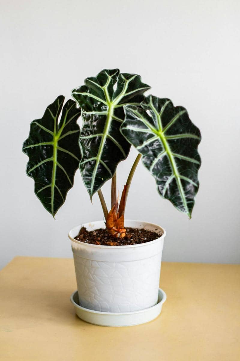 ilustrasi alocasia amazonica
