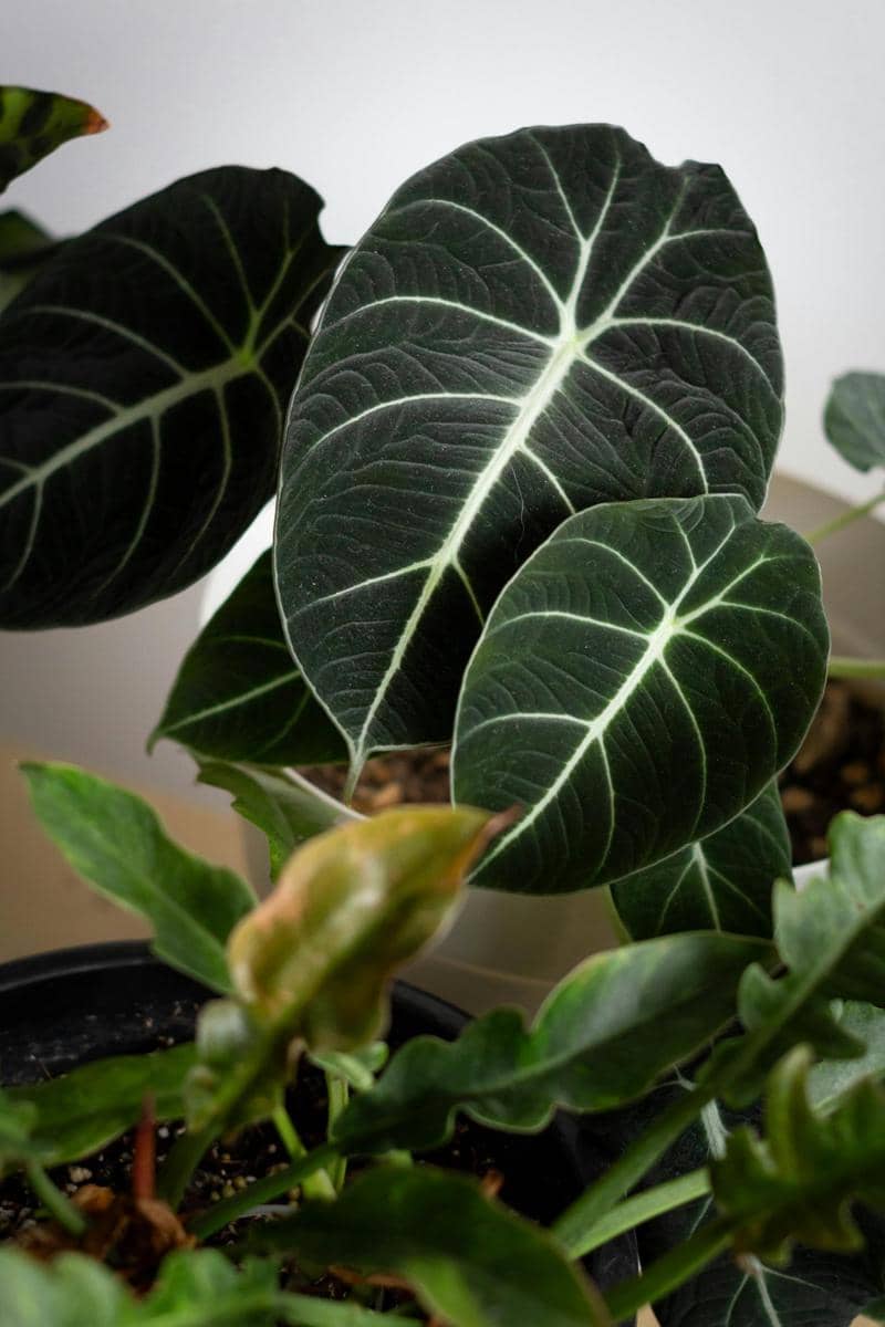 ilustrasi alocasia reginula
