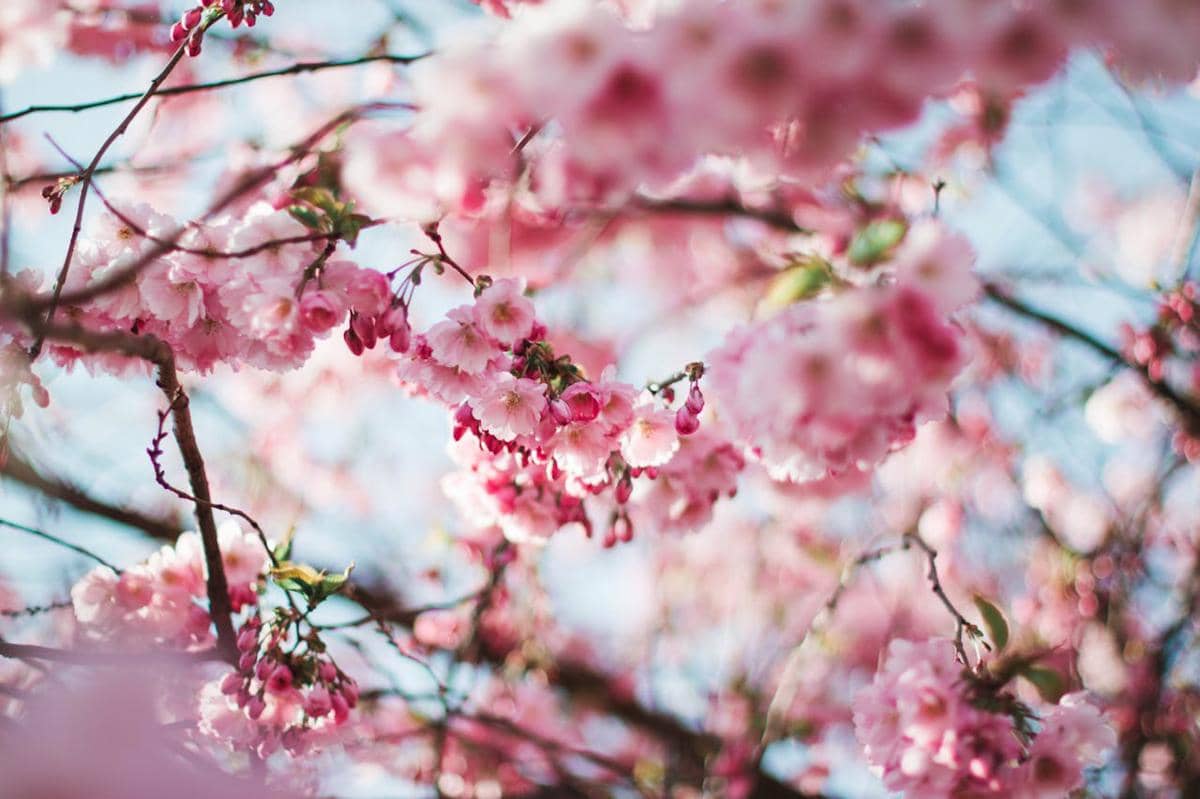 Sakura