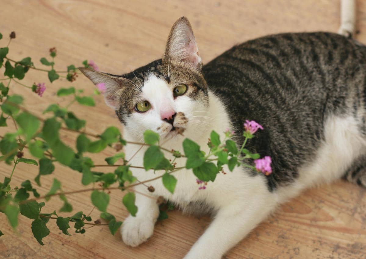 Apa Itu Catnip dan Kenapa Kucing Suka?