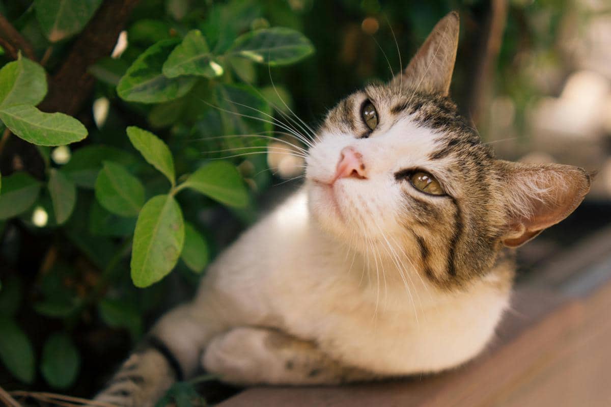 Kucing