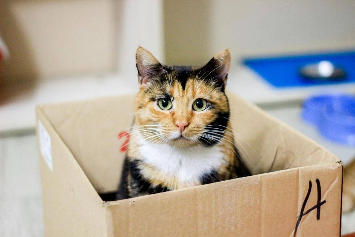 Kucing di dalam kardus