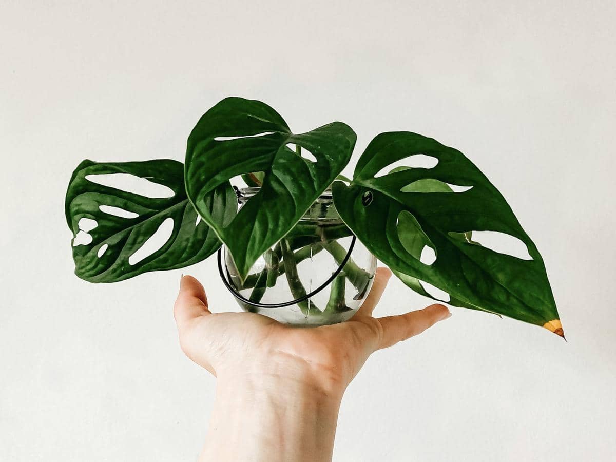 5 Tanaman Hias dengan Daun Berlubang Alami, Eksotis untuk Dekorasi