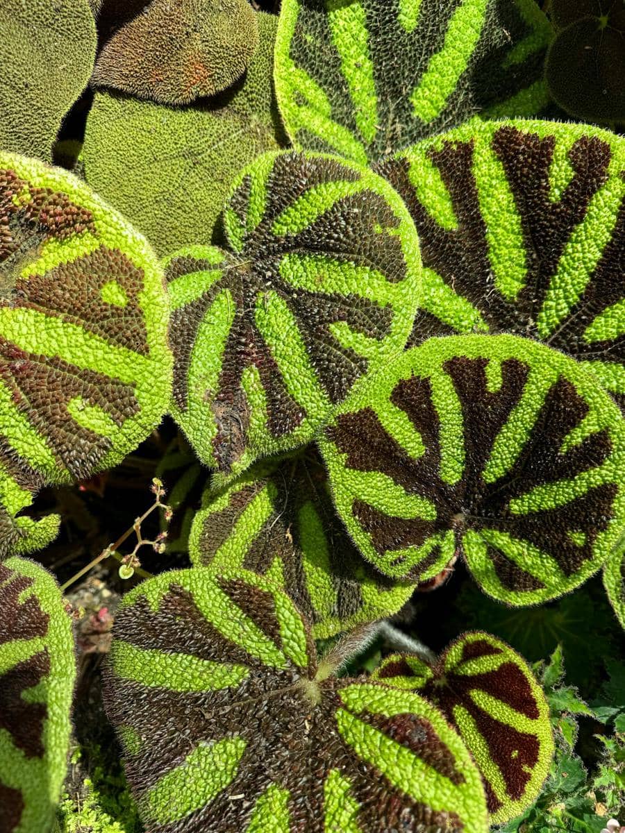 ilustrasi begonia masoniana