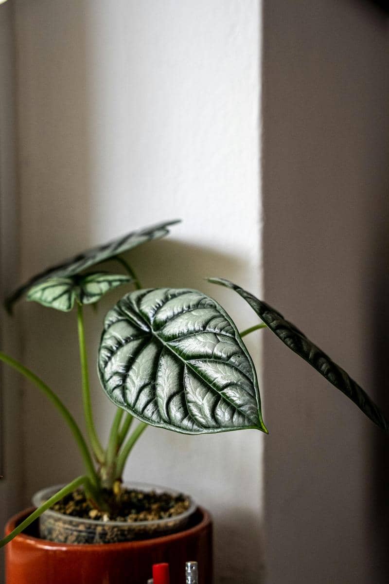 ilustrasi alocasia dragon scale