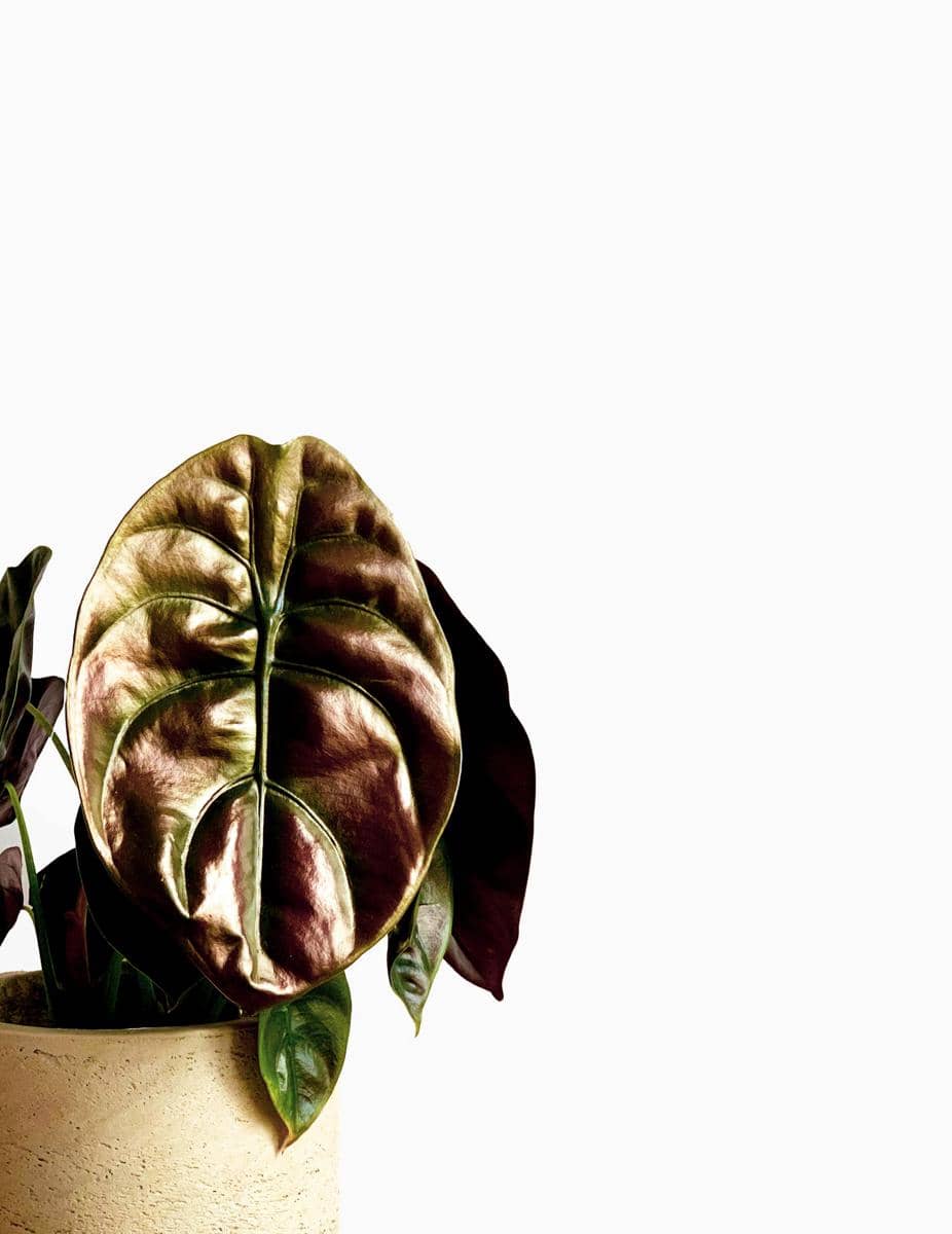 ilustrasi alocasia azlanii