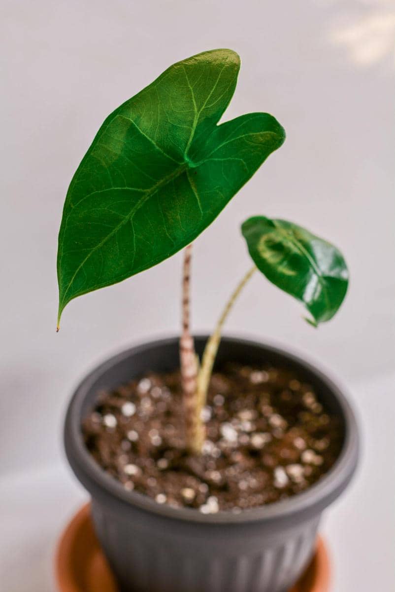 ilustrasi alocasia zebrina