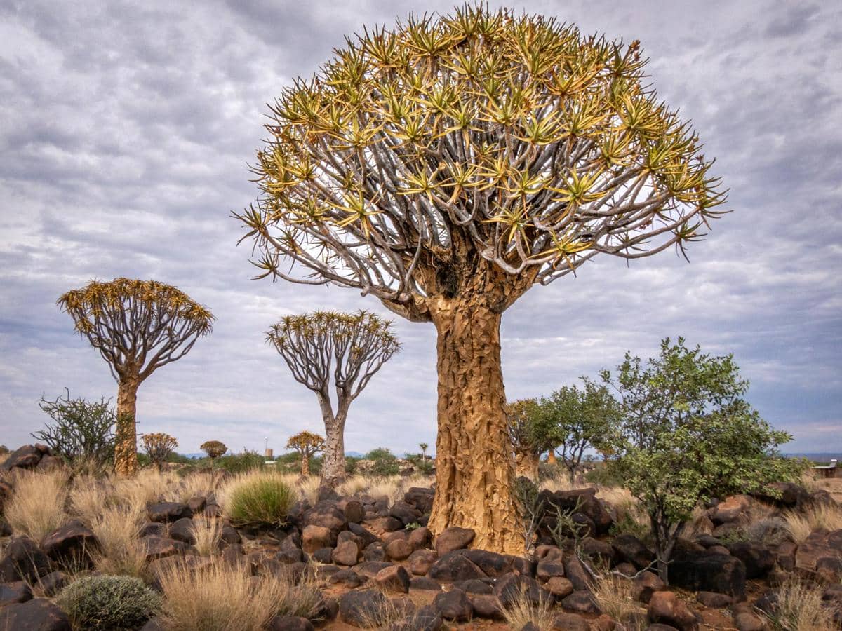 Quiver tree