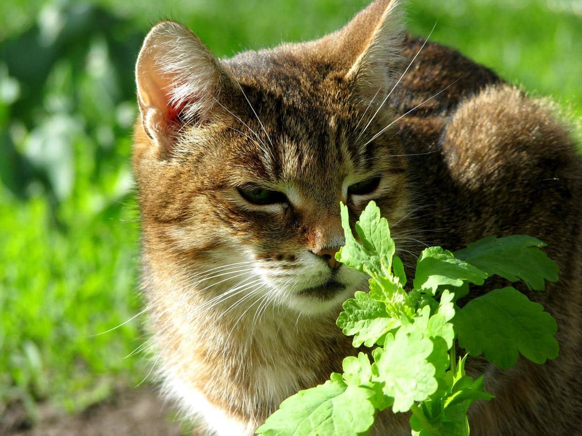 Kucing mengendus catnip