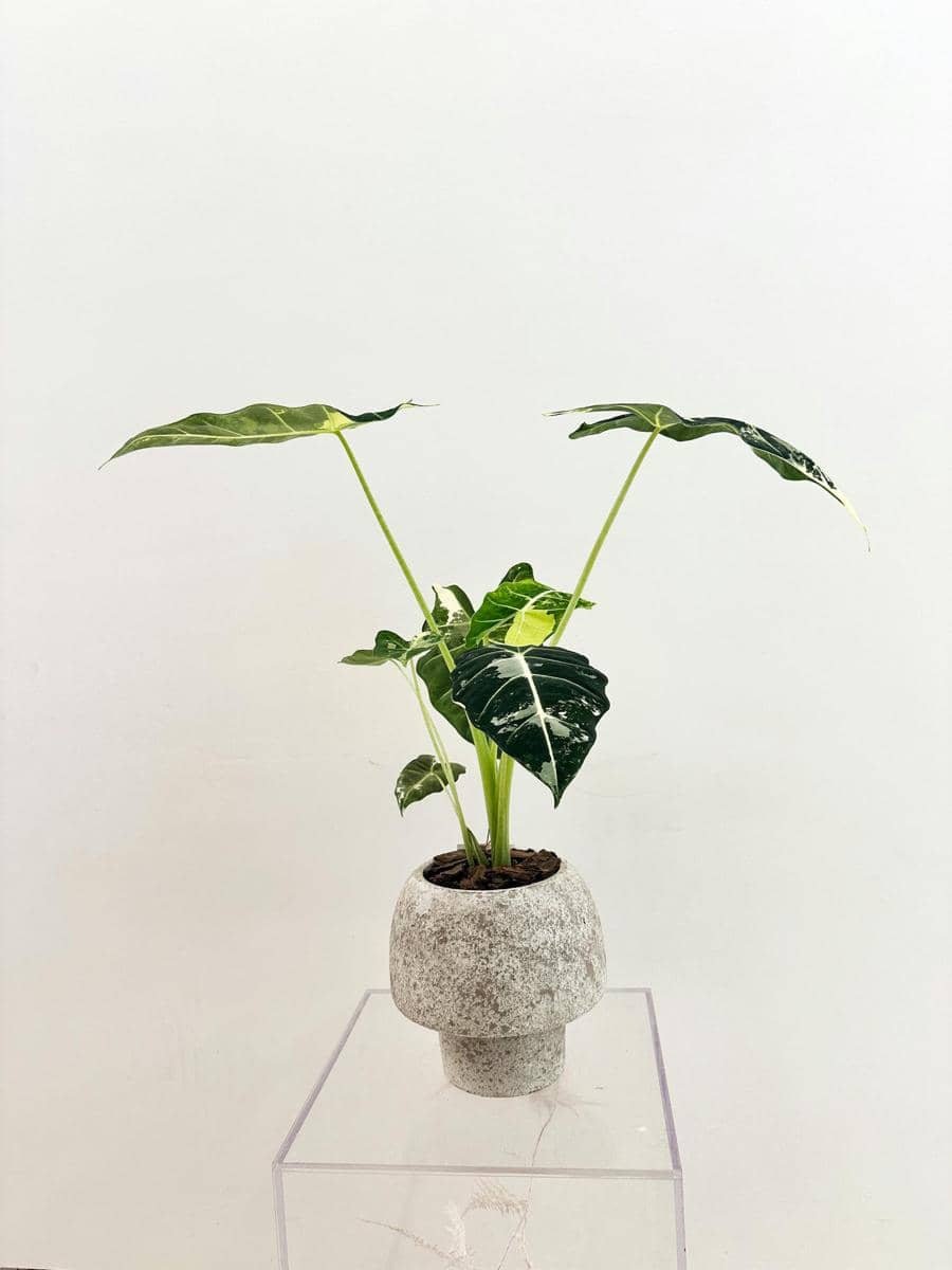 ilustrasi alocasia frydek variegata