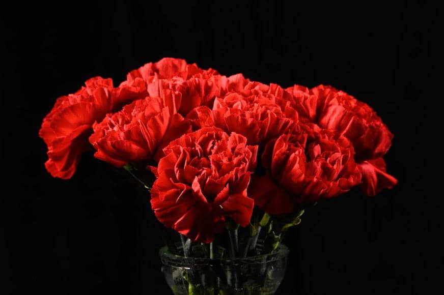 Anyelir merah 