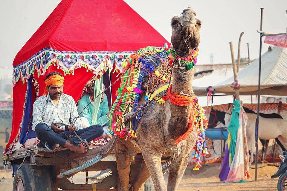 Festival Unta Pushkar