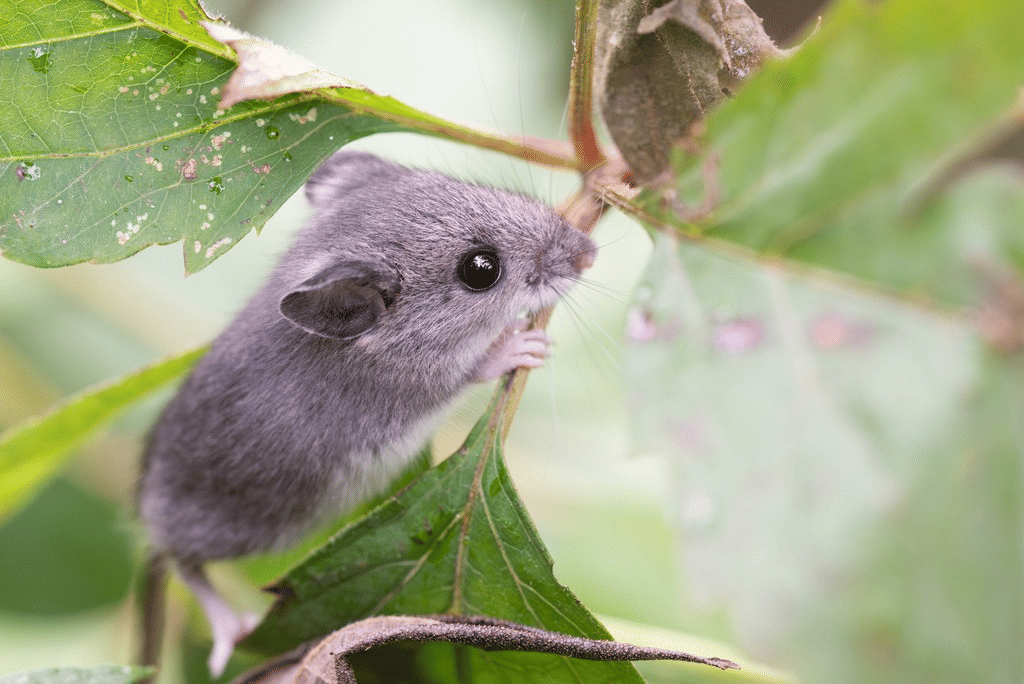 tikus kaki putih