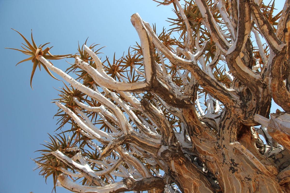 Quiver tree