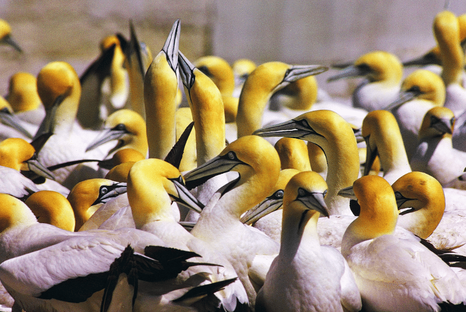 burung cape gannet