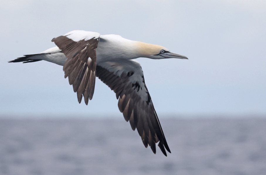 burung cape gannet