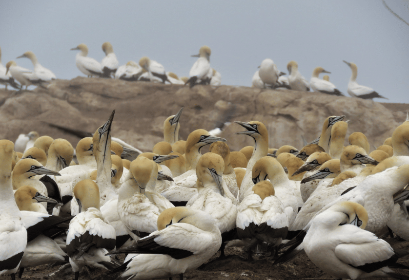 burung cape gannet