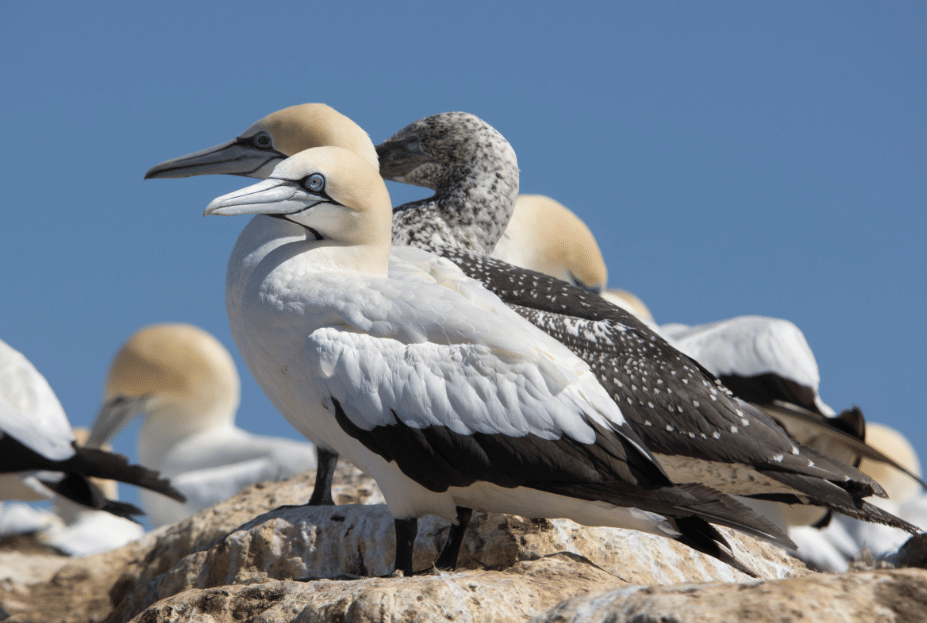 burung cape gannet