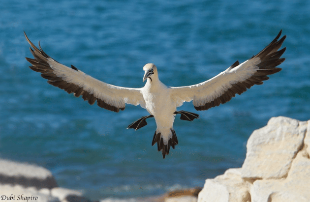 burung cape gannet