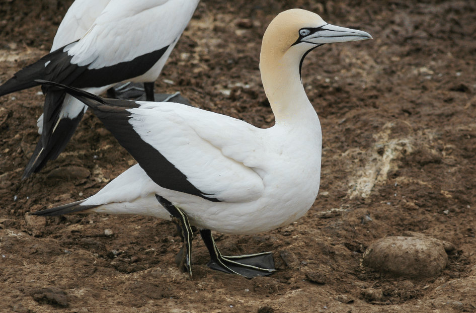 5 Fakta Cape Gannet, Predator Laut dengan Gaya Berburu Spektakuler