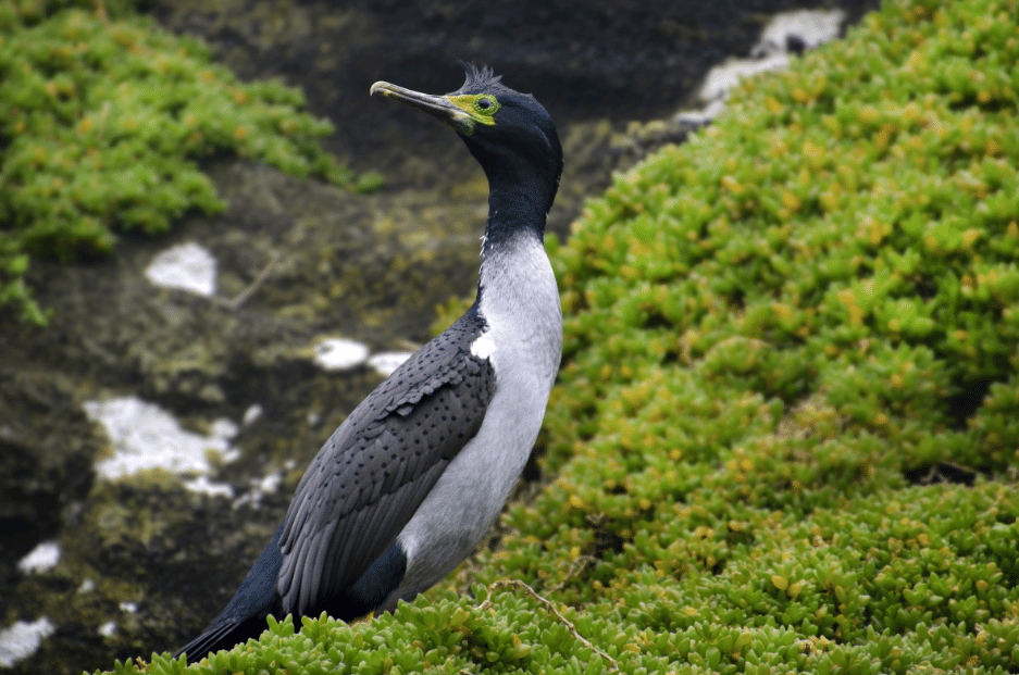 5 Fakta Pitt Island Shag, Burung Pesisir dengan Ciri Fisik Menawan