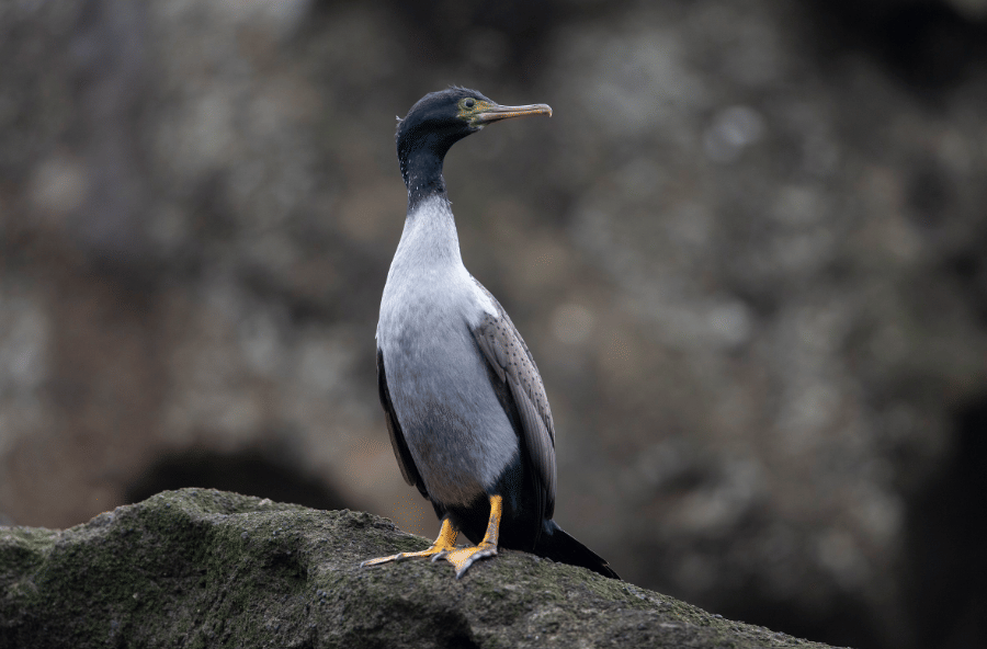 burung pitt island shag