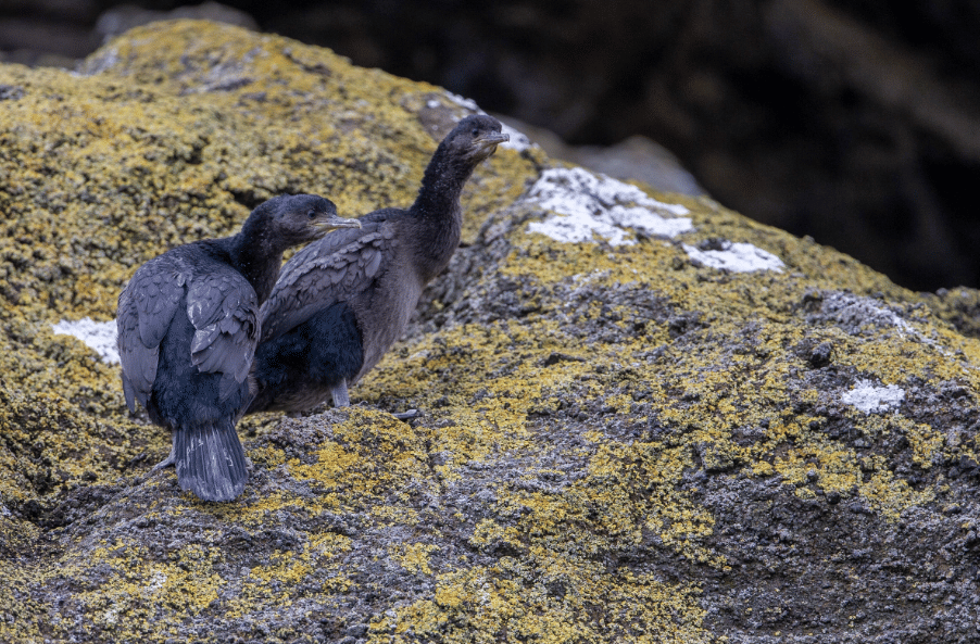 burung pitt island shag