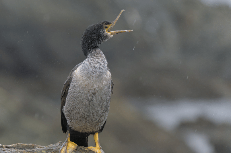 burung pitt island shag