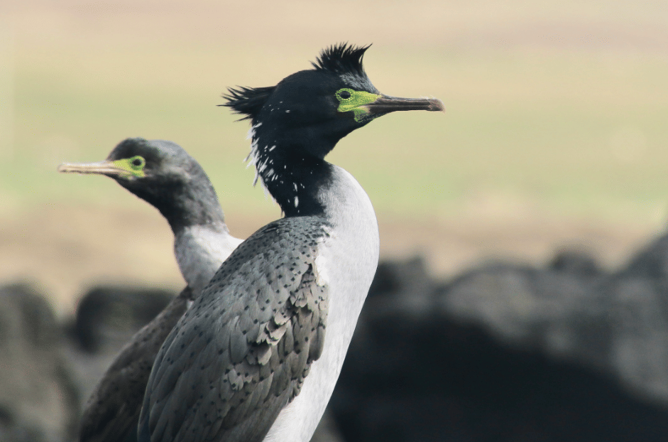 burung pitt island shag
