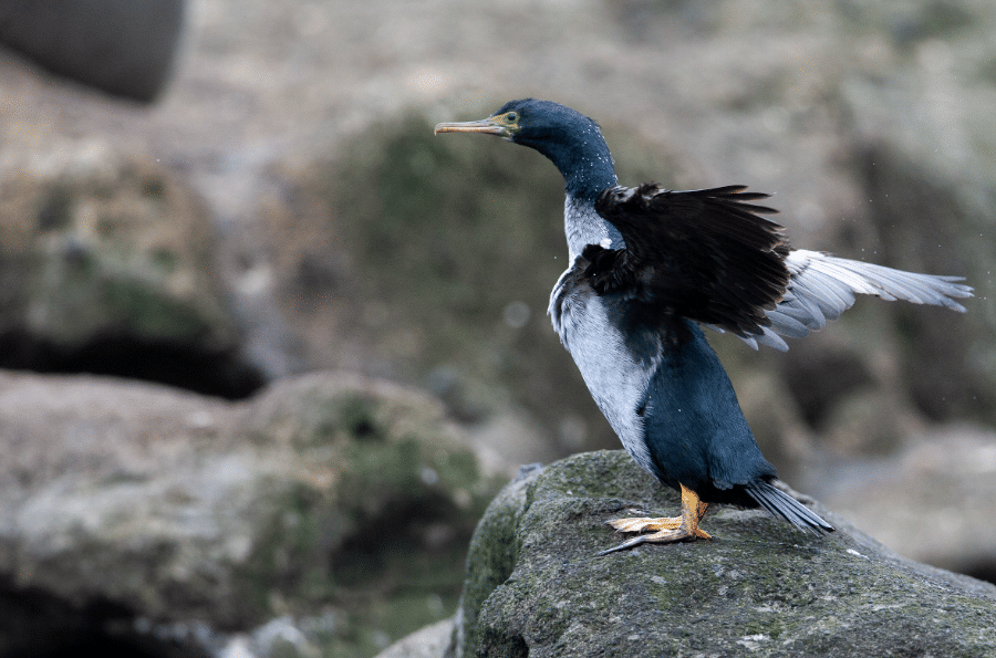 burung pitt island shag