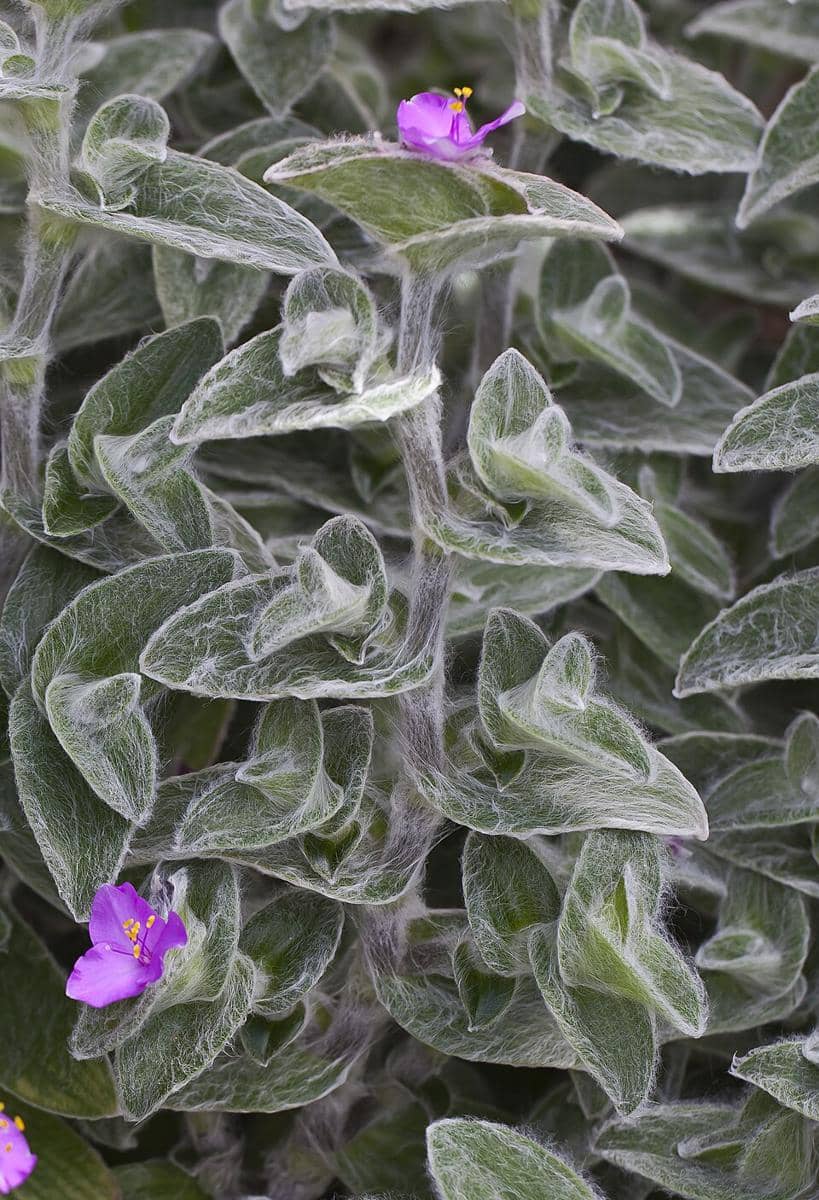 ilustrasi tradescantia sillamontana