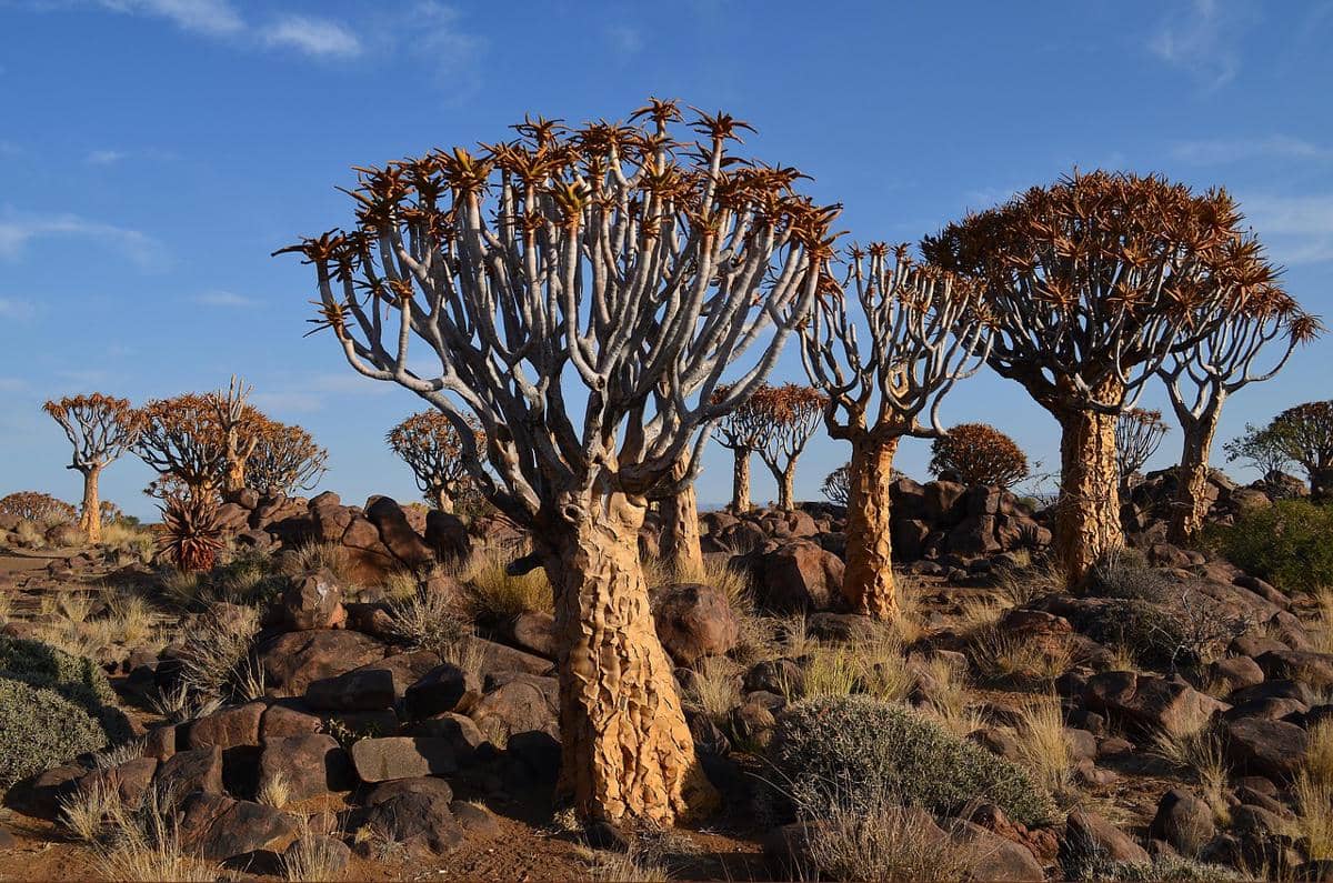 Quiver tree